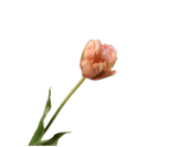 Kunstbloem Tulp Steel Perzik/Groen | 66 cm
