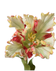 Kunstbloem Tulp Steel Rood/Groen RT | 71 cm - NU PUUR & GROEN