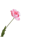 Kunstbloem Tulp Steel Roze RT | 72 cm - NU PUUR & GROEN