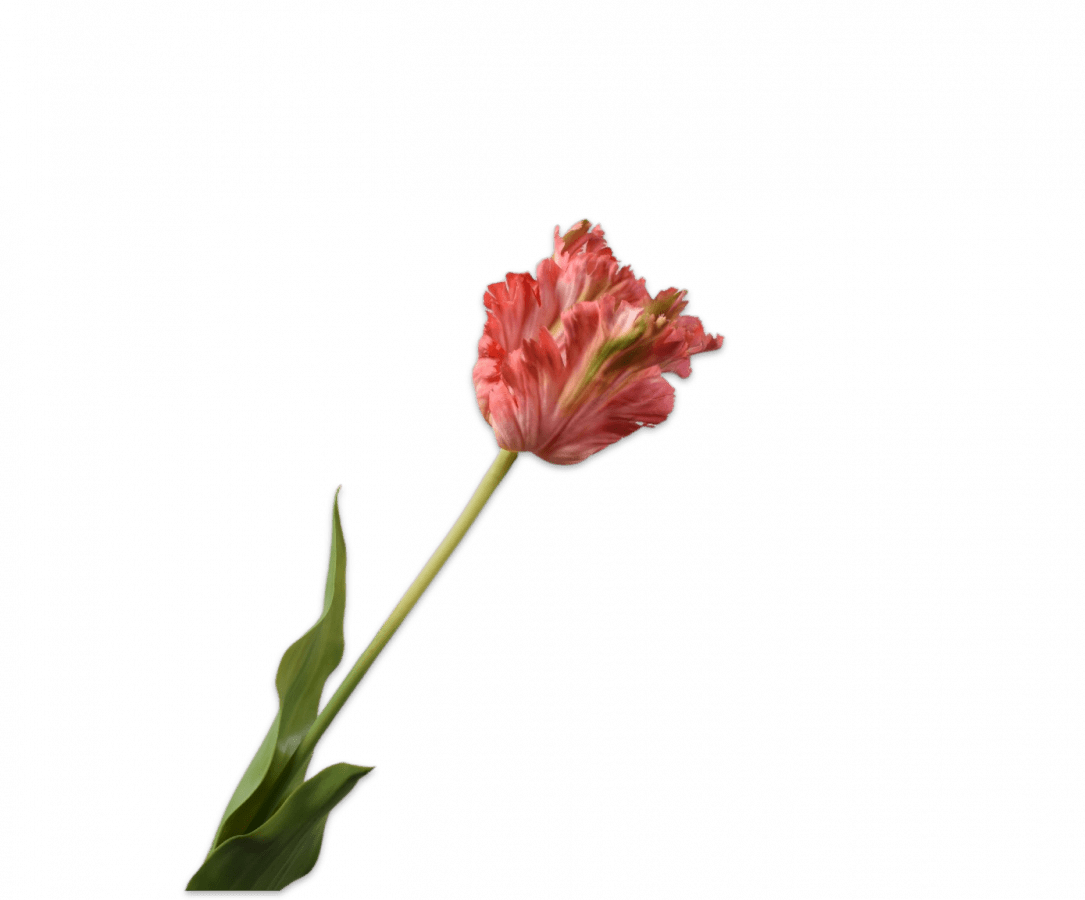 Kunstbloem Tulp Steel Roze/Beauty | 71 cm - NU PUUR & GROEN