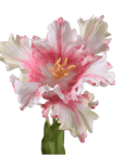 Kunstbloem Tulp Steel Roze/Wit RT | 71 cm - NU PUUR & GROEN