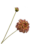 Kunstbloem Zinnia Tak Groen/Bordeaux REAL TOUCH | 62 cm - NU PUUR & GROEN