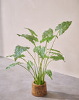 Kunstplant Alocasia Groen | 109 cm - NU PUUR & GROEN