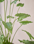 Kunstplant Alocasia Groen | 109 cm - NU PUUR & GROEN