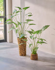 Kunstplant Alocasia Groen | 109 cm - NU PUUR & GROEN
