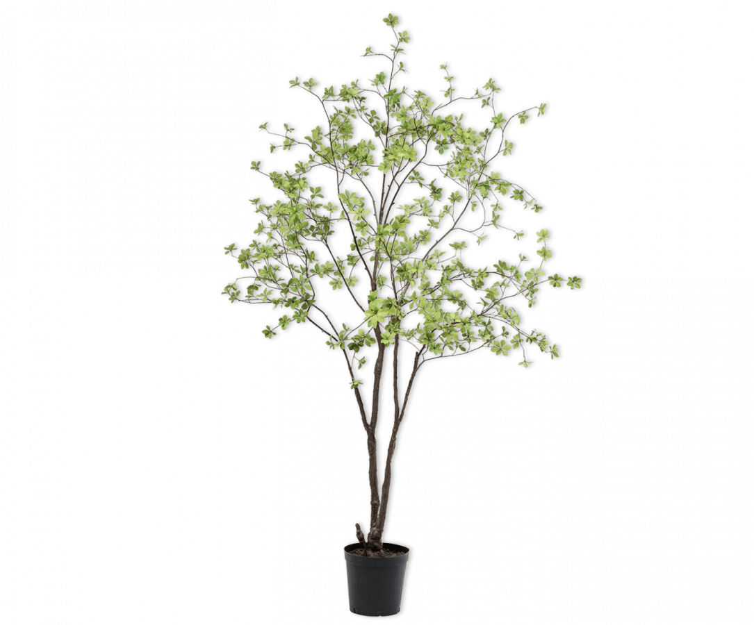 Kunstplant Bucida Groen | 218 cm - NU PUUR & GROEN