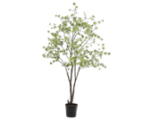 Kunstplant Bucida Groen | 218 cm