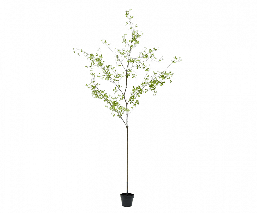 Kunstplant Bucida Groen | 220 cm - NU PUUR & GROEN