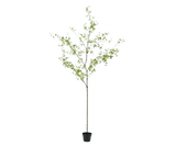 Kunstplant Bucida Groen | 220 cm