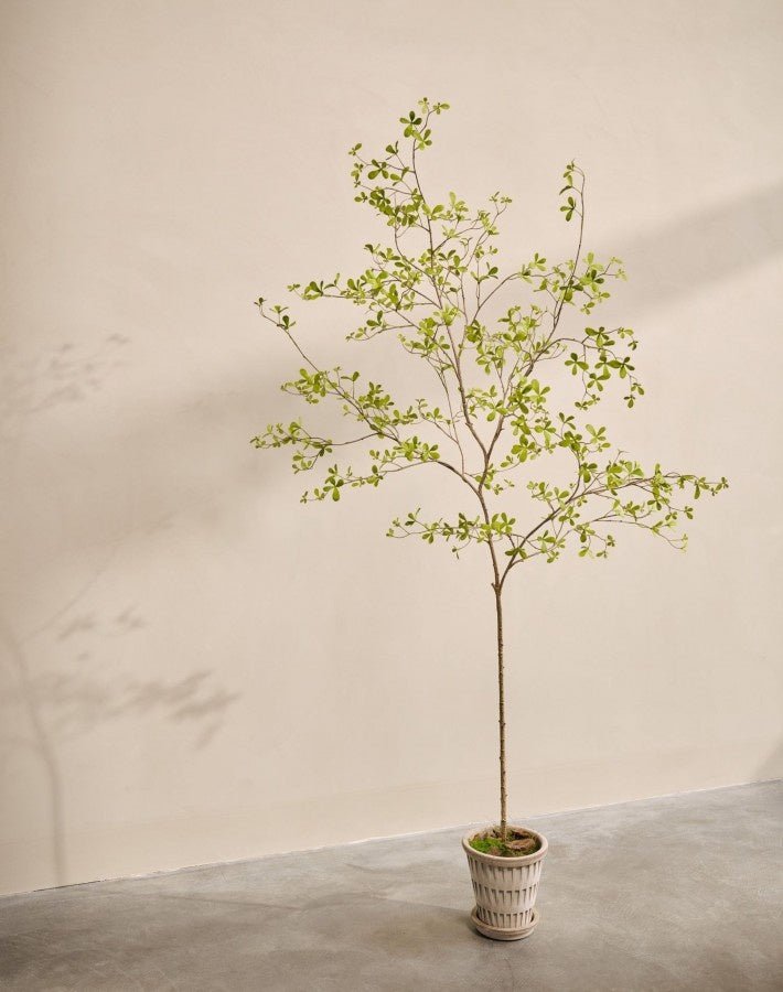 Kunstplant Bucida Groen | 220 cm - NU PUUR & GROEN