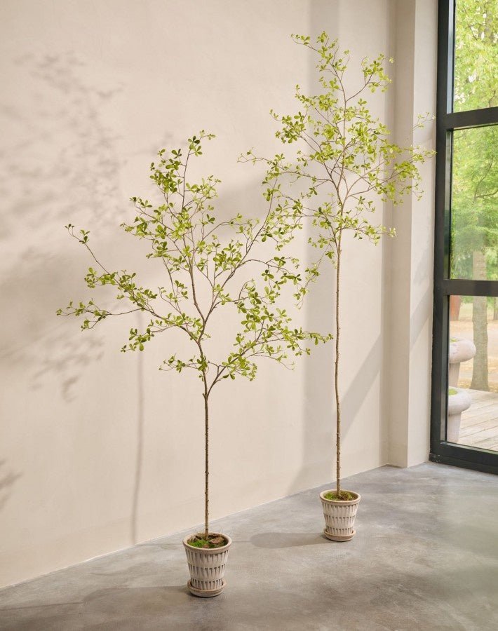 Kunstplant Bucida Groen | 220 cm - NU PUUR & GROEN