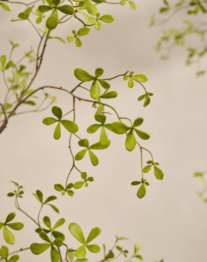 Kunstplant Bucida Groen | 220 cm - NU PUUR & GROEN