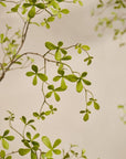 Kunstplant Bucida Groen | 220 cm - NU PUUR & GROEN