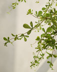 Kunstplant Bucida Groen | 228 cm - NU PUUR & GROEN
