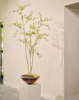 Kunstplant Bucida Groen | 235 cm - NU PUUR & GROEN
