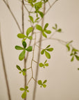 Kunstplant Bucida Groen | 235 cm - NU PUUR & GROEN