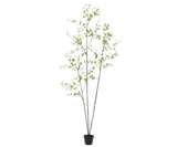 Kunstplant Bucida Groen | 235 cm