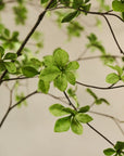 Kunstplant Bucida Groen | 244 cm - NU PUUR & GROEN
