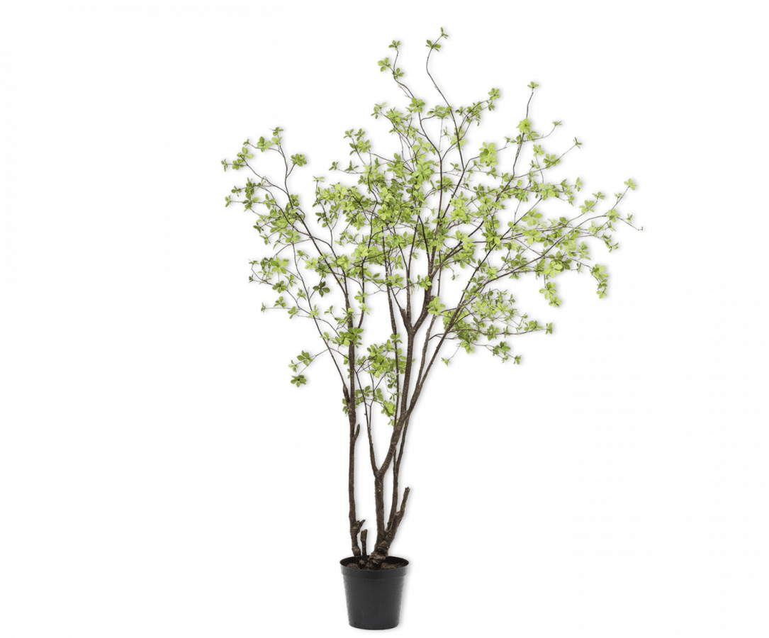 Kunstplant Bucida Groen | 244 cm - NU PUUR & GROEN