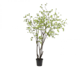 Kunstplant Bucida Groen | 244 cm