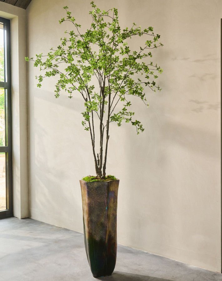 Kunstplant Bucida Groen | 244 cm - NU PUUR & GROEN