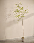 Kunstplant Bucida Groen | 290 cm - NU PUUR & GROEN