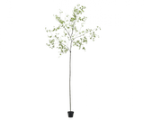 Kunstplant Bucida Groen | 290 cm