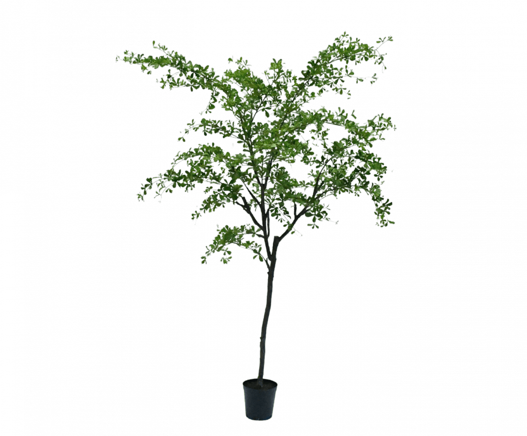 Kunstplant Bucida Groen | 300 cm - NU PUUR & GROEN