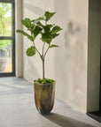 Kunstplant Ficus Groen | 151 cm - NU PUUR & GROEN