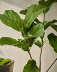 Kunstplant Ficus Groen | 151 cm - NU PUUR & GROEN
