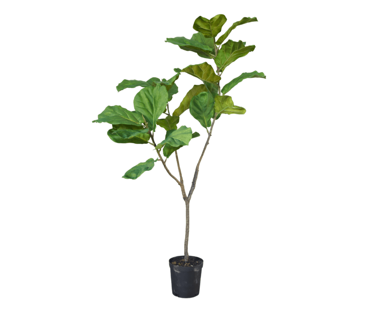 Kunstplant Ficus Groen | 151 cm - NU PUUR & GROEN