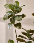 Kunstplant Ficus Groen | 200 cm - NU PUUR & GROEN