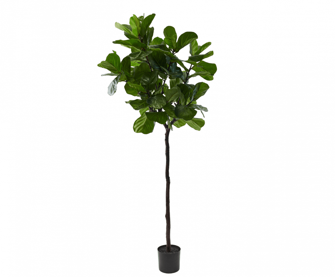 Kunstplant Ficus Groen | 210 cm - NU PUUR & GROEN