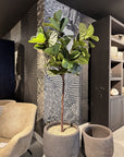 Kunstplant Ficus Groen | 210 cm - NU PUUR & GROEN