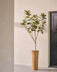 Kunstplant Ficus Groen | 230 cm - NU PUUR & GROEN