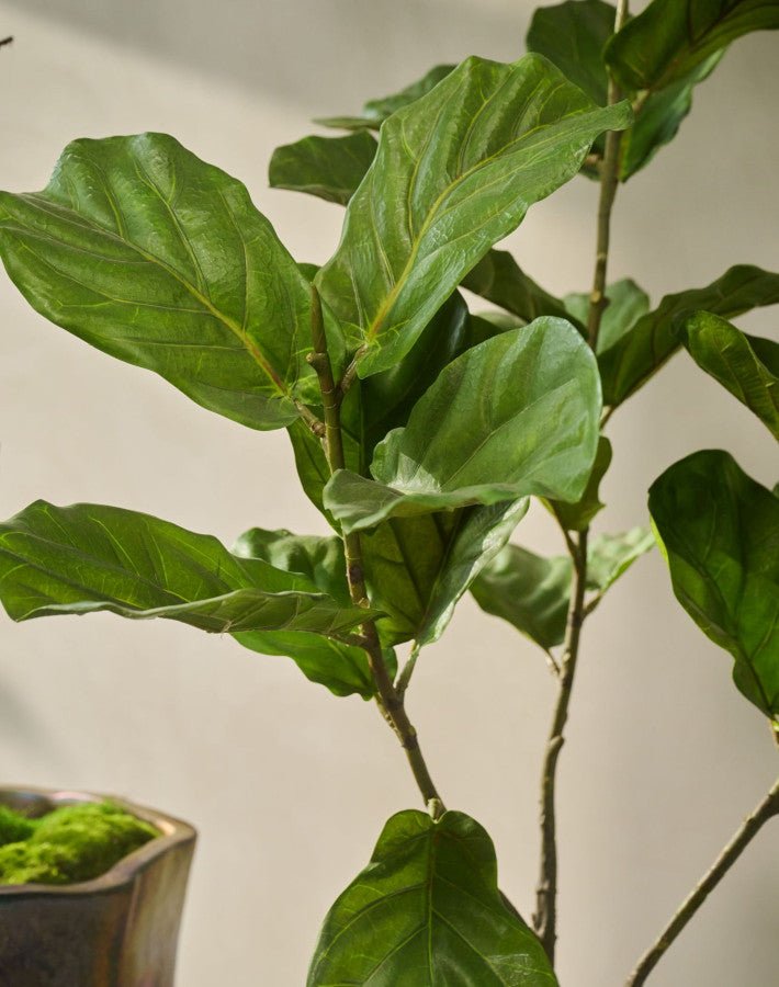 Kunstplant Ficus Groen | 254 cm - NU PUUR & GROEN