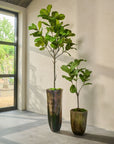 Kunstplant Ficus Groen | 254 cm - NU PUUR & GROEN