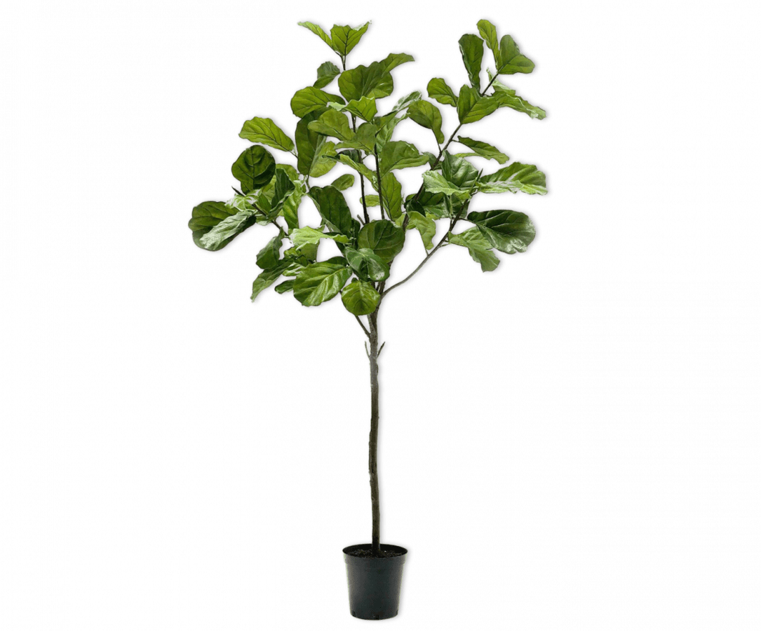 Kunstplant Ficus Groen | 254 cm - NU PUUR & GROEN
