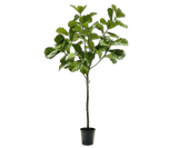 Kunstplant Ficus Groen | 254 cm