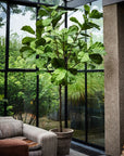 Kunstplant Ficus Groen | 254 cm - NU PUUR & GROEN