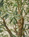 Kunstplant Olijf Boom Groen | 240 cm - NU PUUR & GROEN