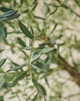 Kunstplant Olijf Boom Groen | 240 cm - NU PUUR & GROEN
