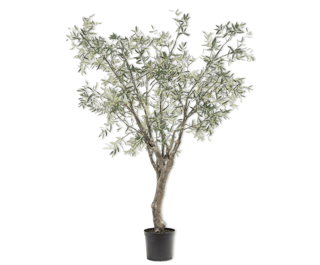 Kunstplant Olijf Boom Groen | 244 cm - NU PUUR & GROEN