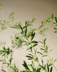 Kunstplant olijfboom groen | 234 cm - NU PUUR & GROEN