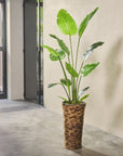 Kunstplant Strelitzia Groen | 150 cm - NU PUUR & GROEN