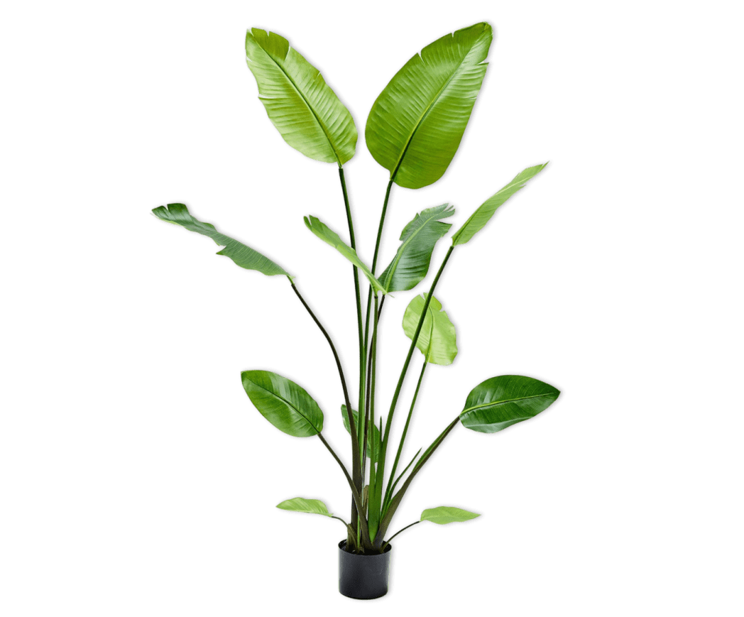 Kunstplant Strelitzia Groen | 150 cm - NU PUUR & GROEN