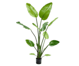 Kunstplant Strelitzia Groen | 150 cm