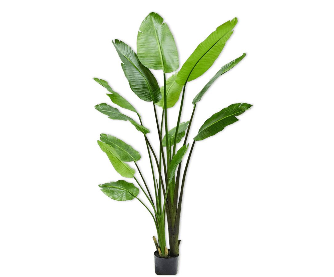 Kunstplant Strelitzia Groen | 183 cm - NU PUUR & GROEN