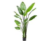 Kunstplant Strelitzia Groen | 183 cm