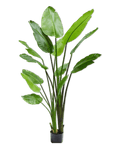 Kunstplant Strelitzia Groen | 183 cm - NU PUUR & GROEN